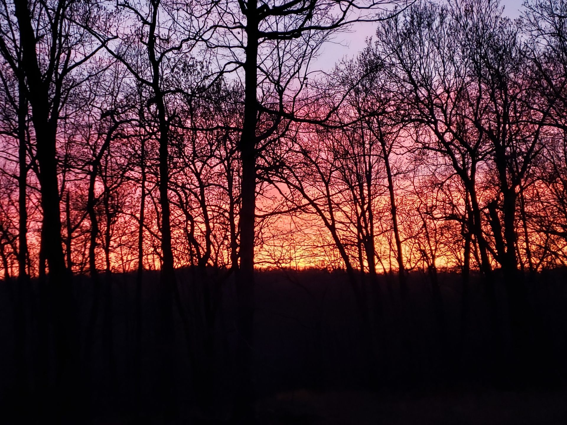Silhouetted leafless trees against a pink and orange sunset sky