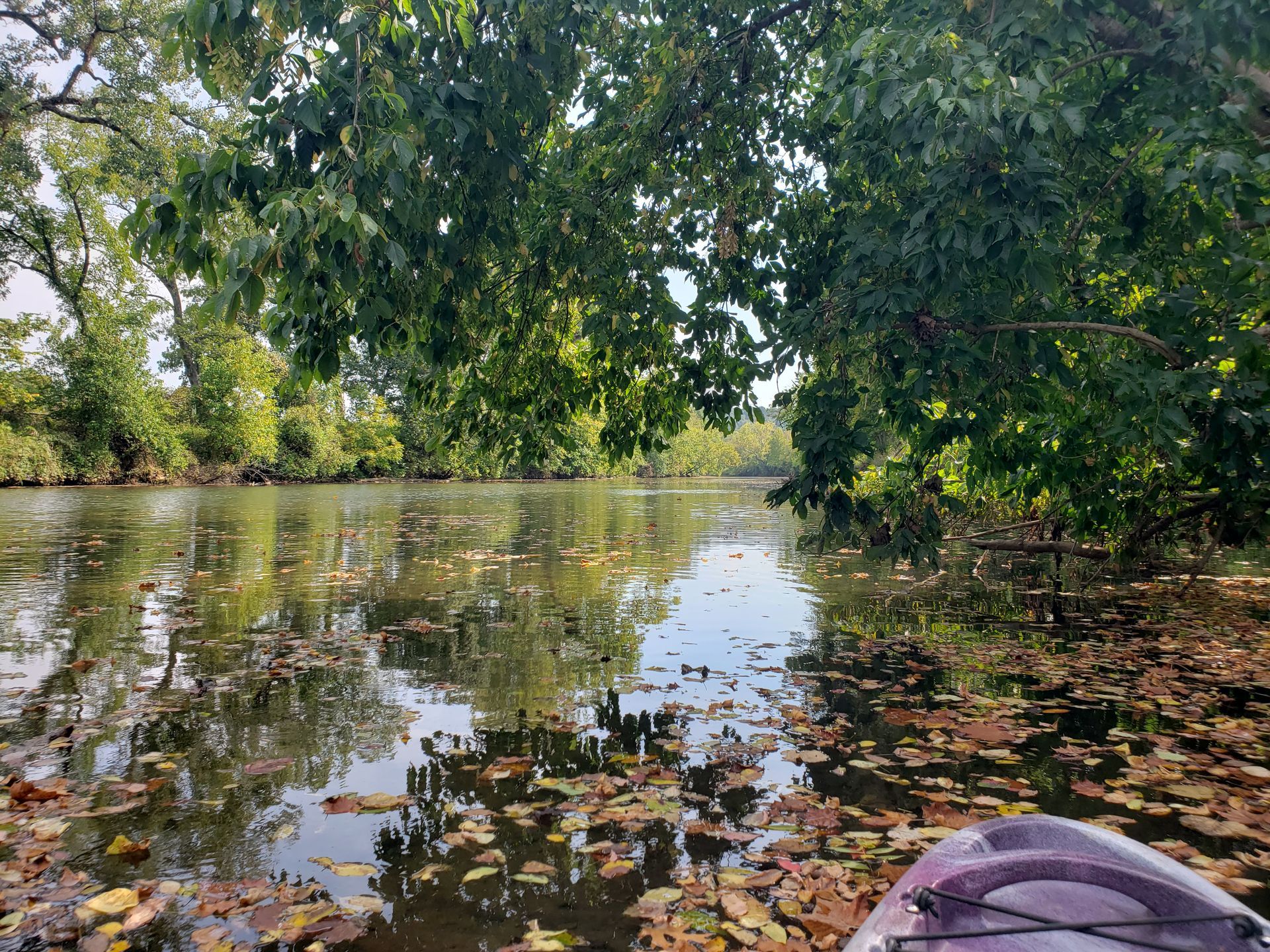 Paddleboat view of a calm pond with trees overhanging and floating lily pads in the foreground