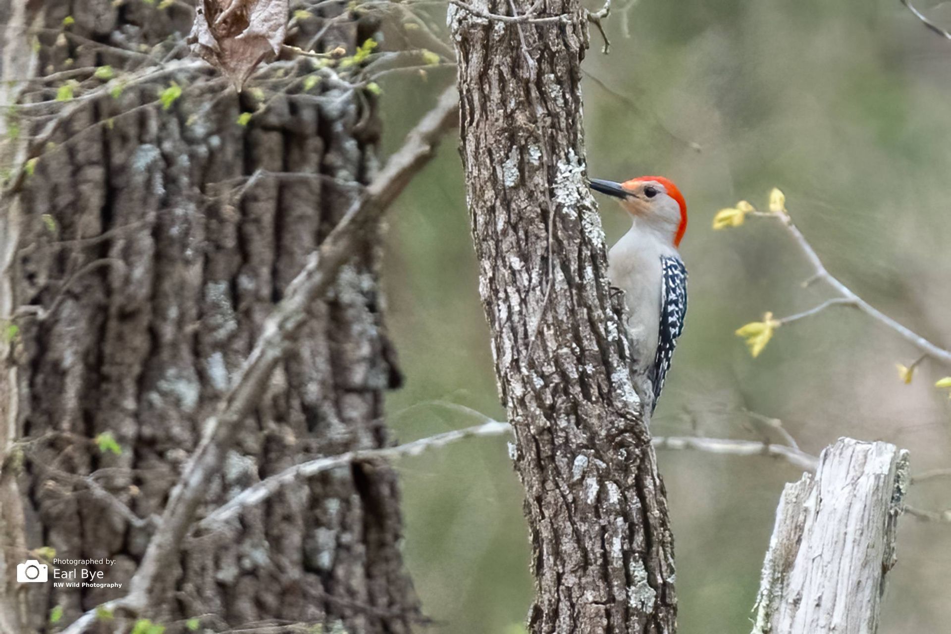 Red-bellied woodpecker clinging to a tree trunk in a wooded area