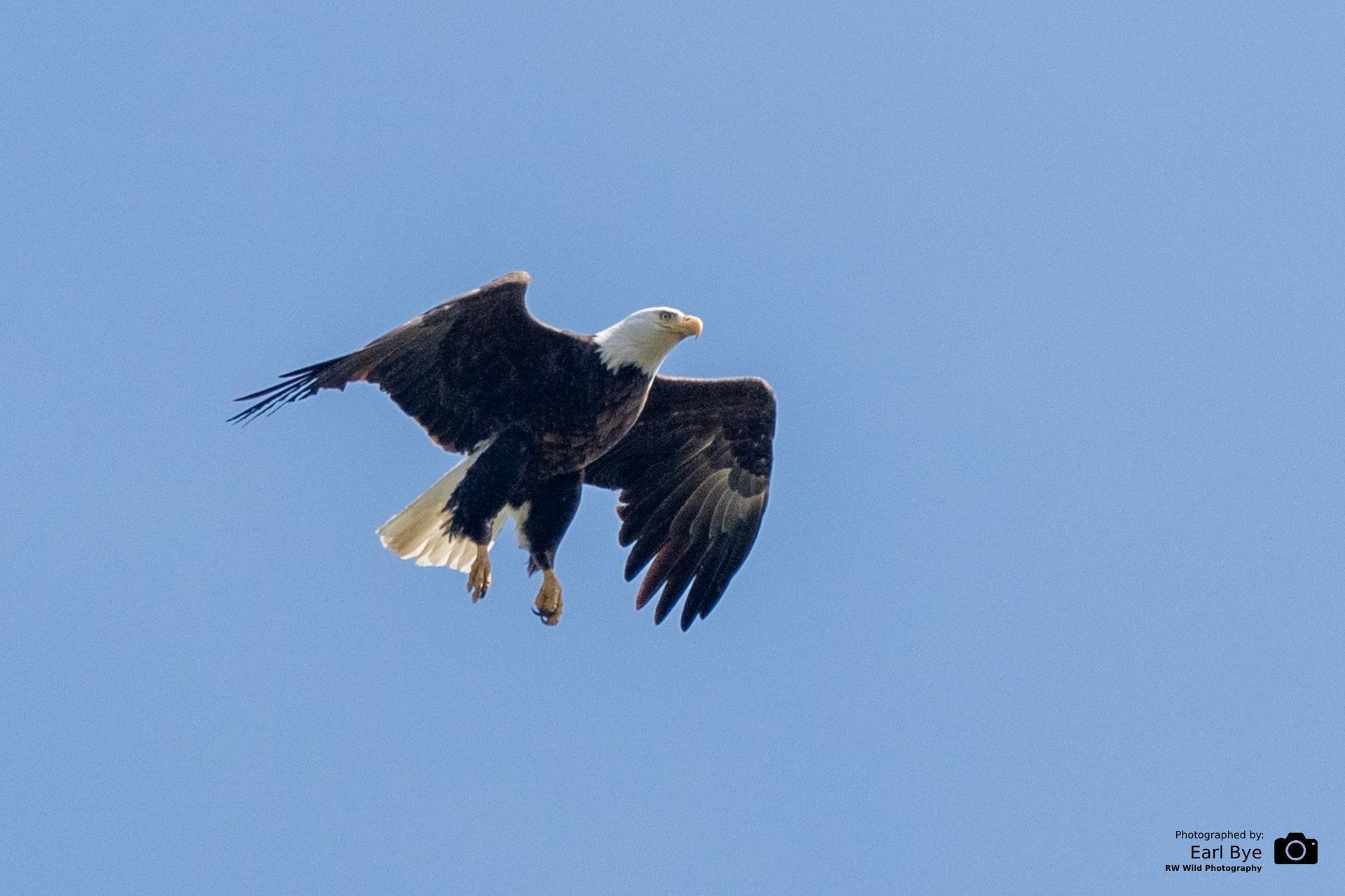Bald eagle soaring against a clear blue sky, wings spread wide.