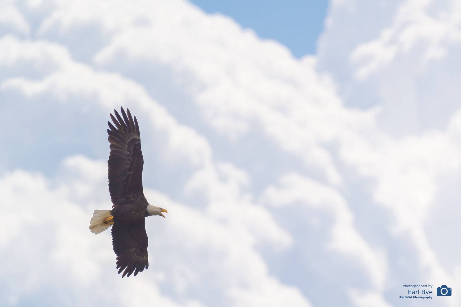 Bald eagle soaring against a bright cloudy sky