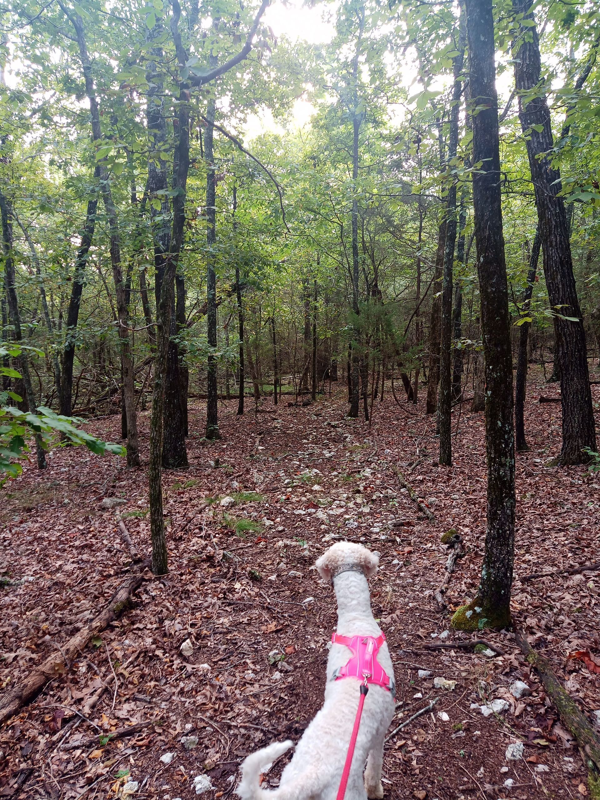 White dog in a pink harness on a leash, standing on a leaf-covered forest trail.