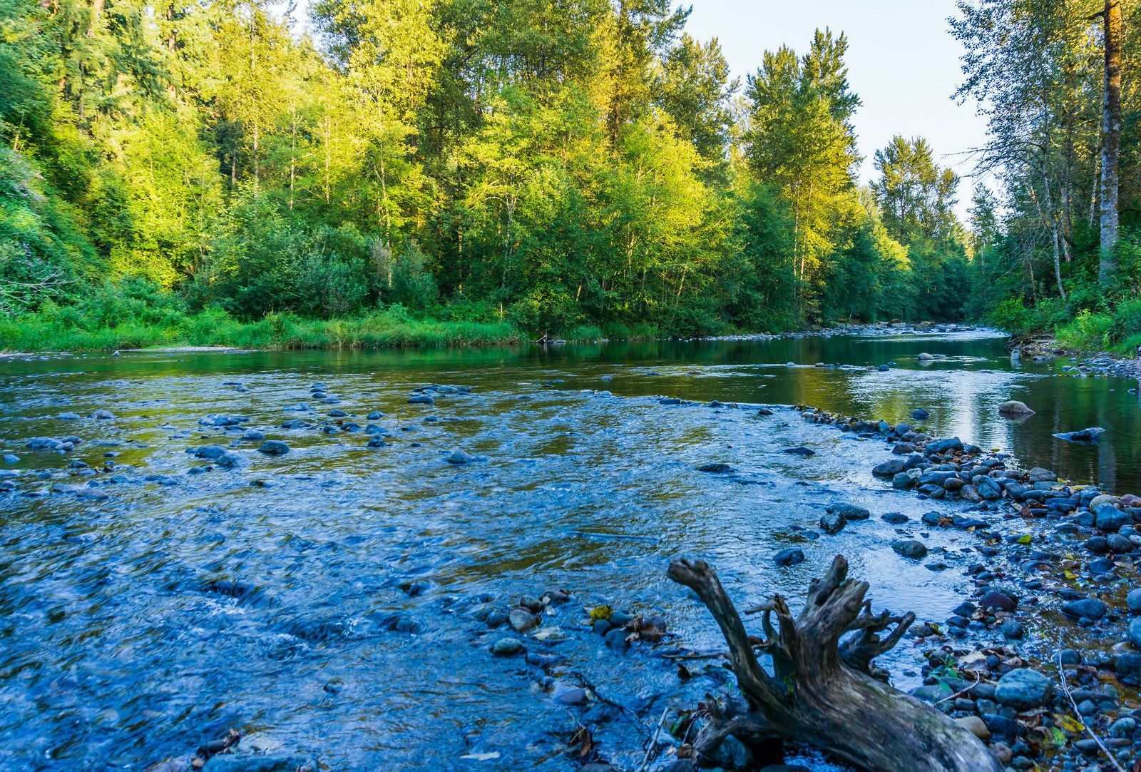 Shallow rocky riverbank with driftwood, bordered by lush green trees under a bright sky