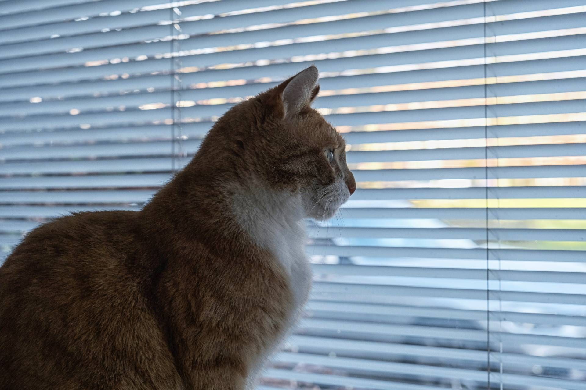 A cat looking out a window covered in blinds near Grand Rapids, MI