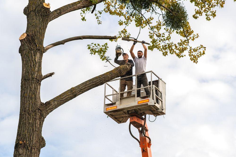 Two workers in a lift trimming tree branches with a chainsaw.