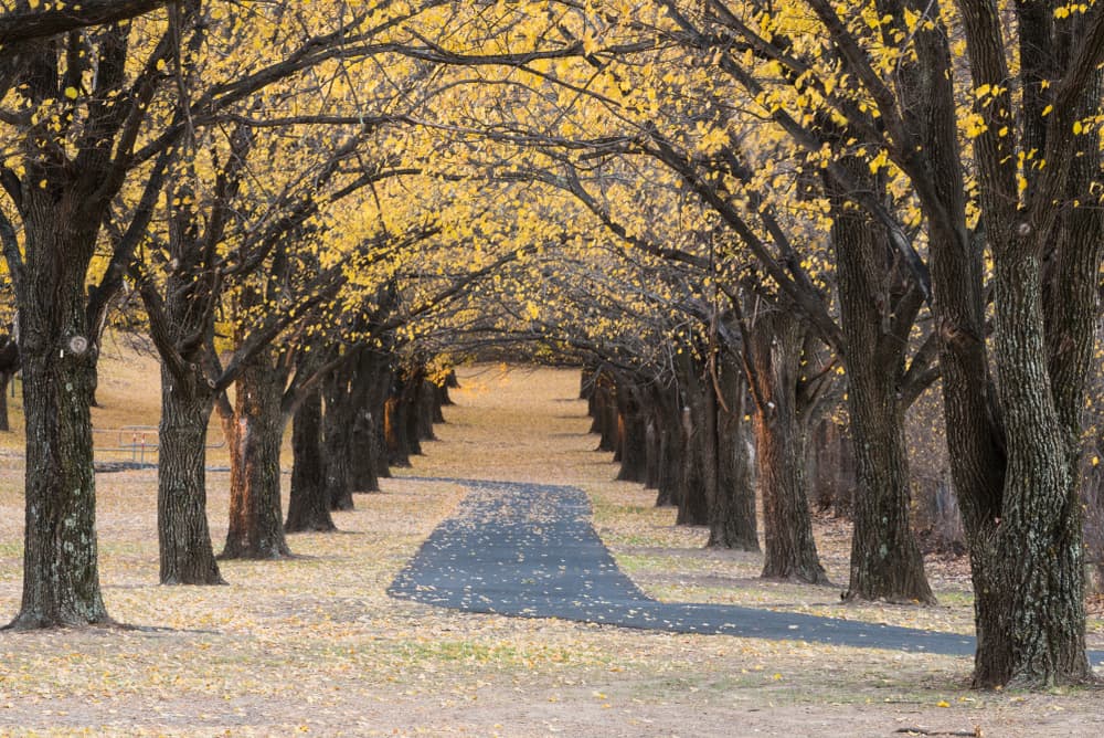 A Path Lined with Trees — Walsh Demolition Pty Ltd in Armidale, NSW