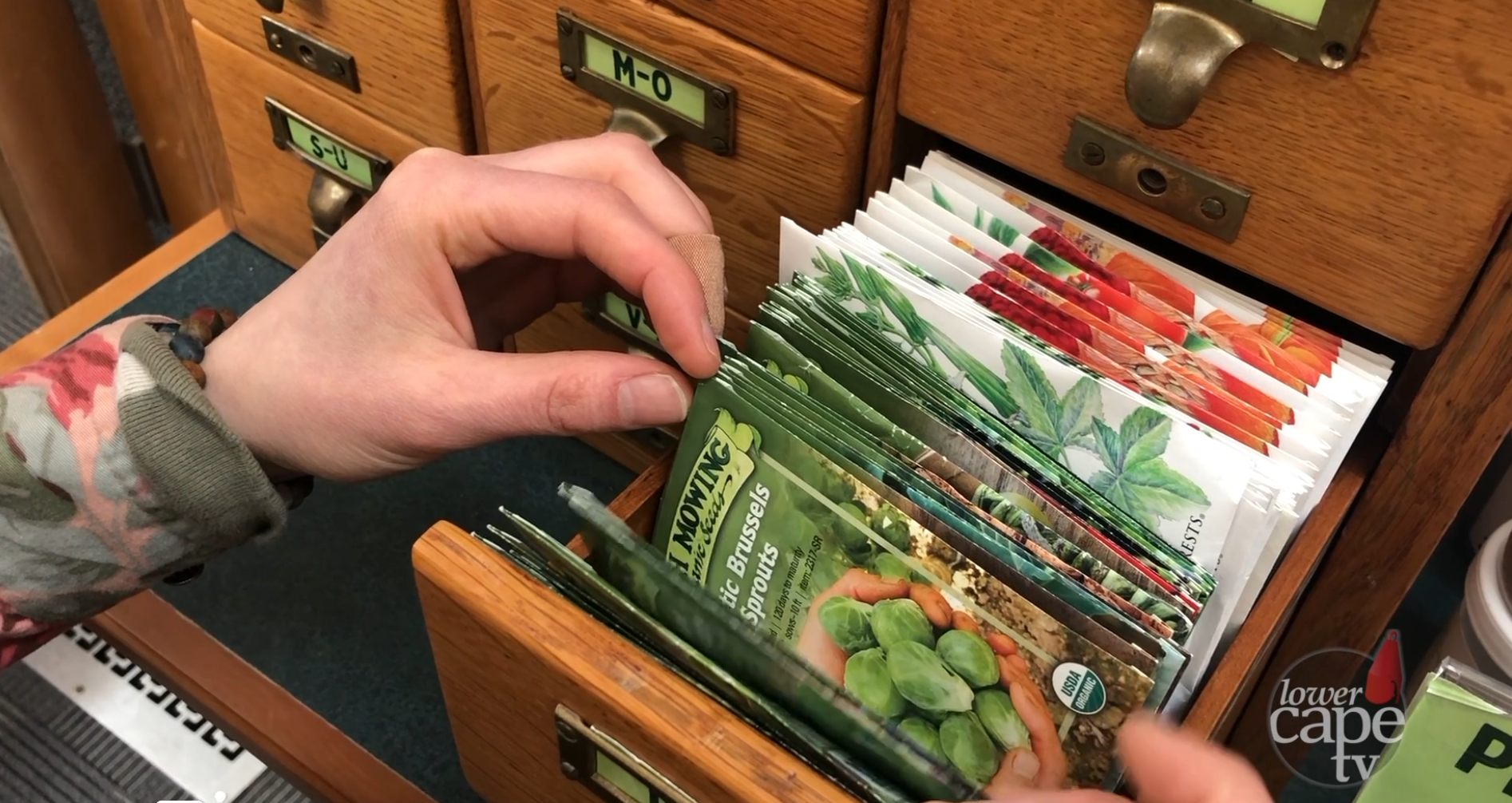 seeds