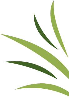 A bunch of green leaves on a white background.