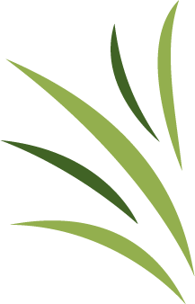 A bunch of green leaves on a white background.