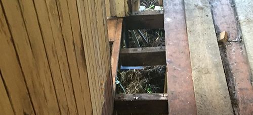 Termite Infestation