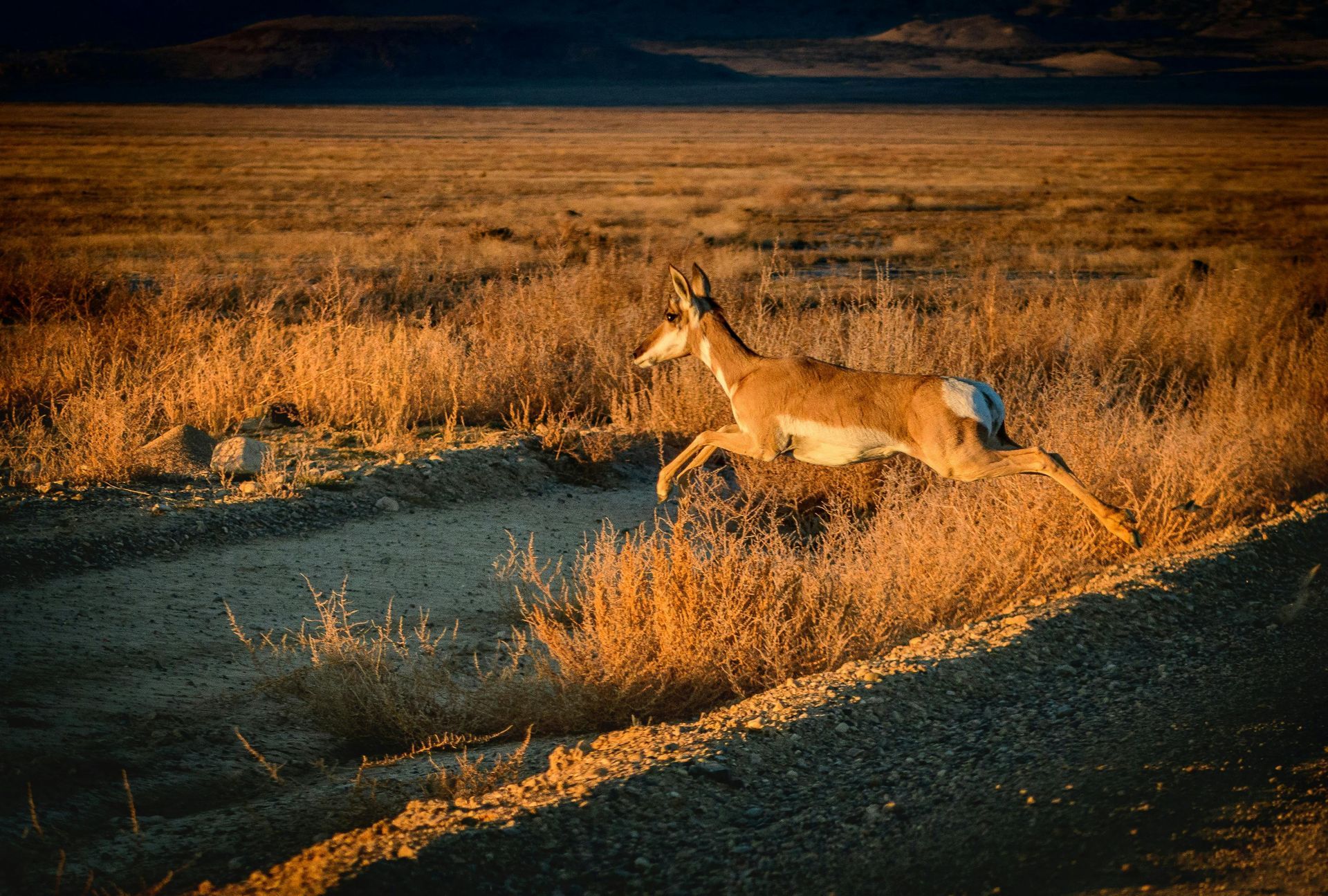 Un cervo corre lungo una strada sterrata nel deserto.