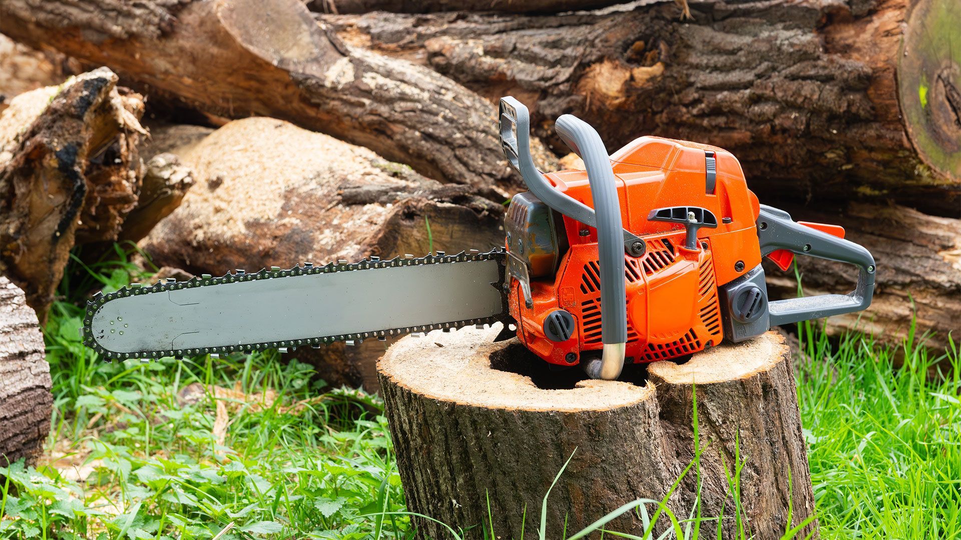 Tree Care Services | MS Tree Services Inc | Vallejo, CA
