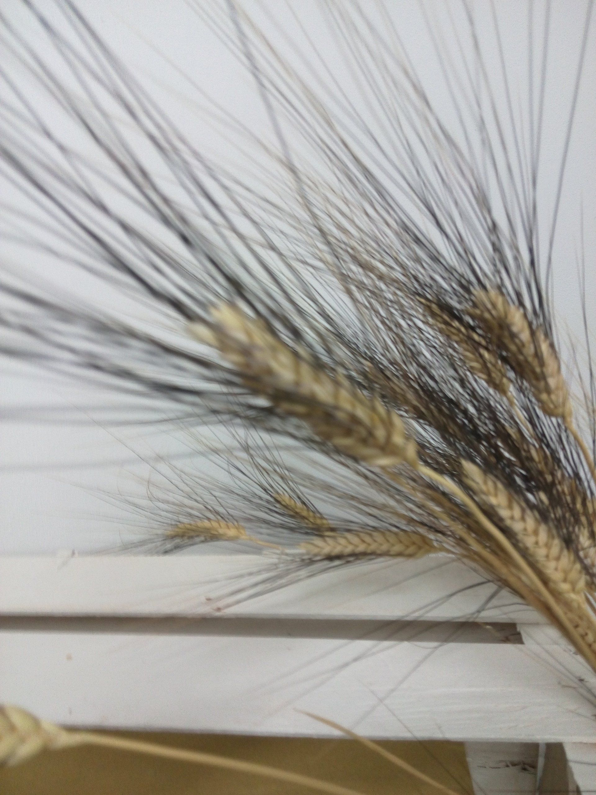 grano duro varietà antica Senatore Cappelli