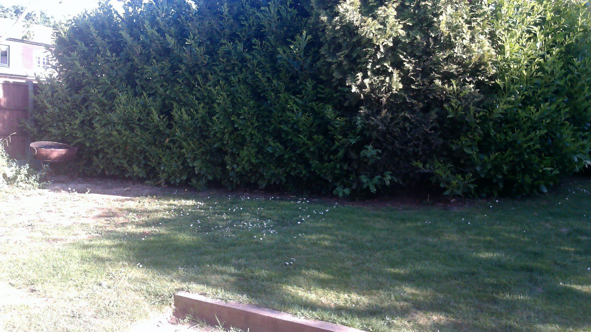 Green hedge bordering a grassy lawn, with dappled sunlight.