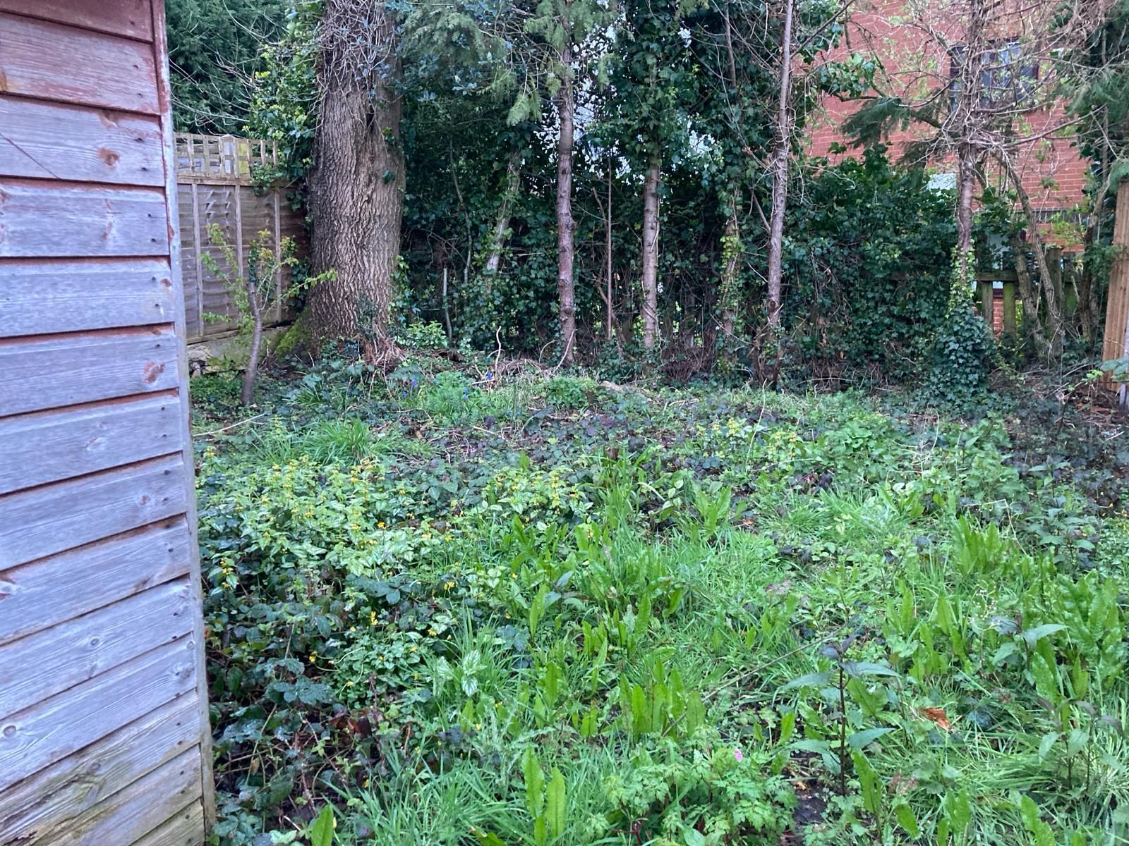 Overgrown backyard with shed on left, trees and dense greenery in background.