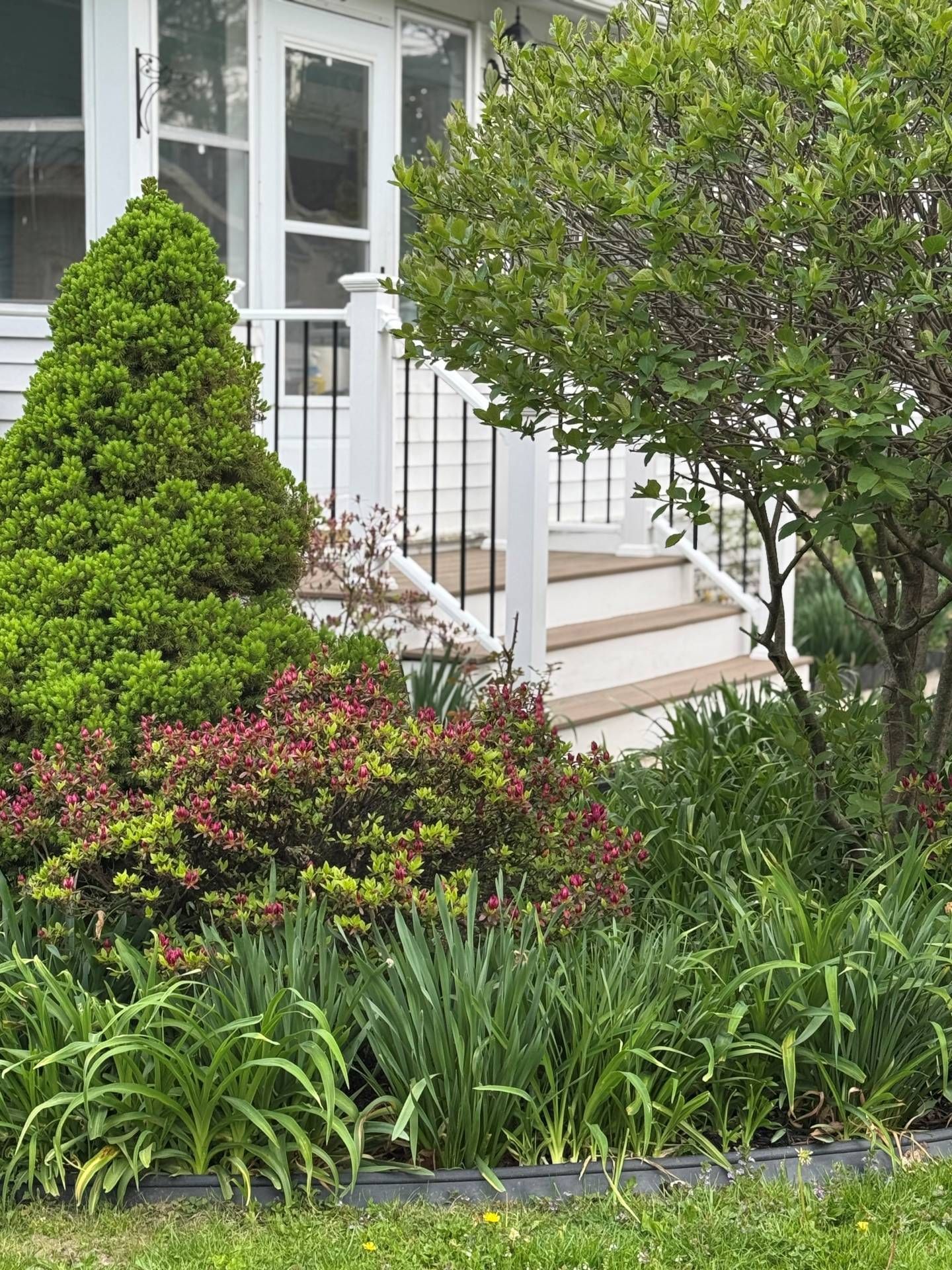 A lush front garden with a cone-shaped evergreen, a flowering shrub, and perennials in front of white porch steps.
