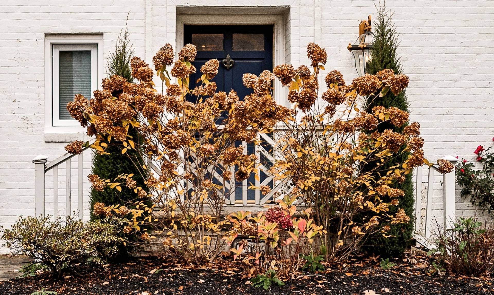 A white brick house exterior features a dark blue door flanked by tall evergreens and dry, golden-brown hydrangea bushes.