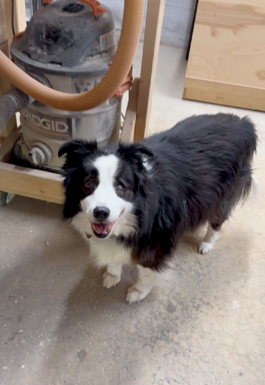 A happy black and white dog stands on a concrete floor next to a shop vacuum in a workshop.