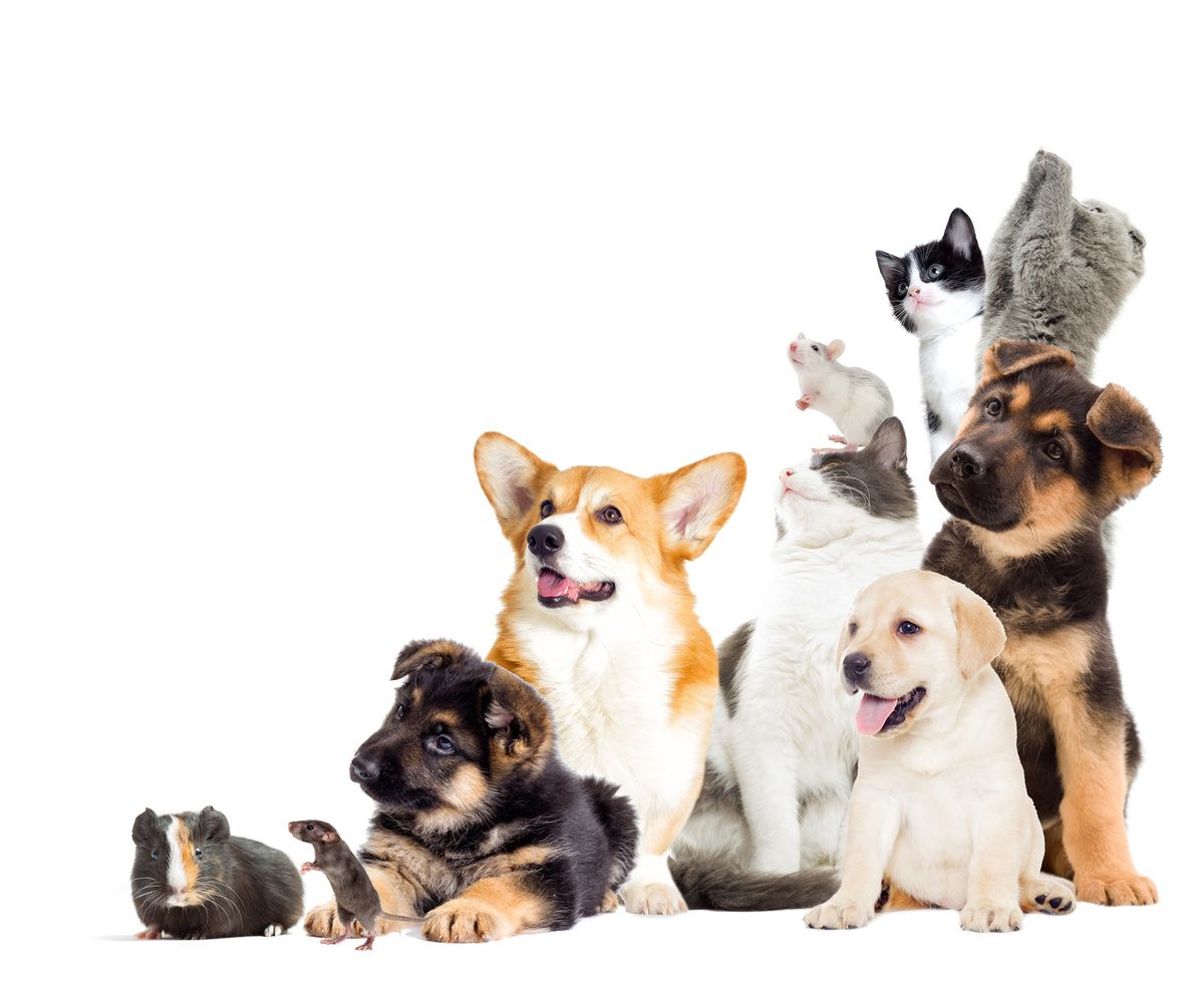 Assorted dogs and cats sitting together on a white background.
