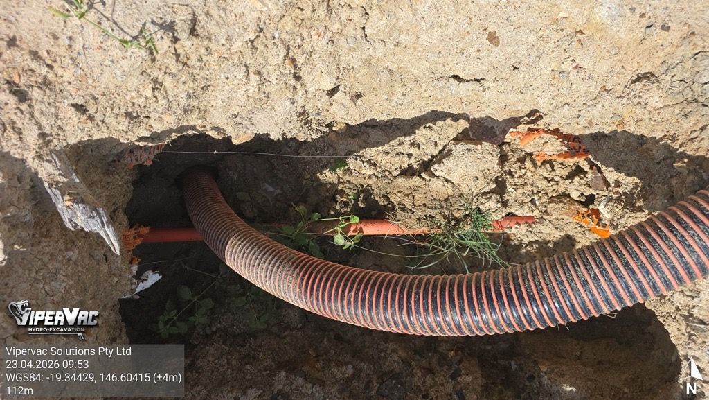 Long striped worm or millipede curled under a rock in dirt and grass
