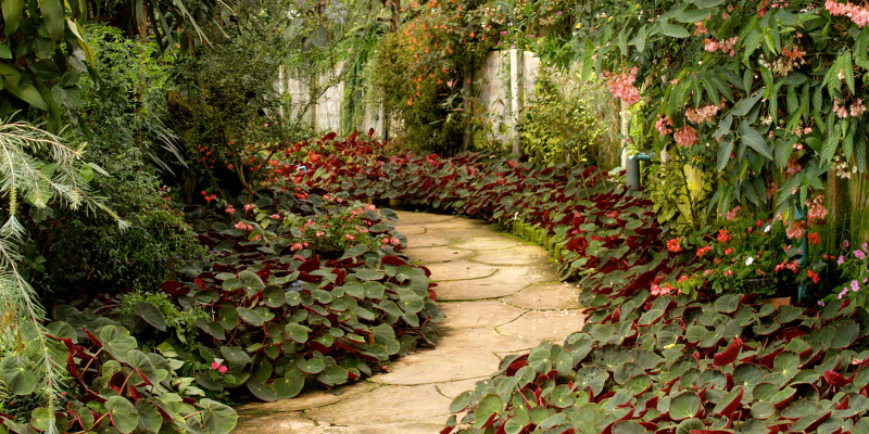 Stone path winds through lush garden, lined with red-tinged foliage and flowering plants.