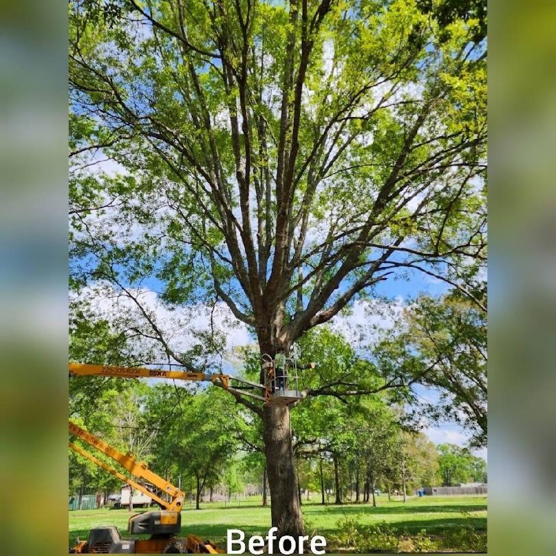 Before: tall tree in a park with orange lift equipment beside it under a blue sky