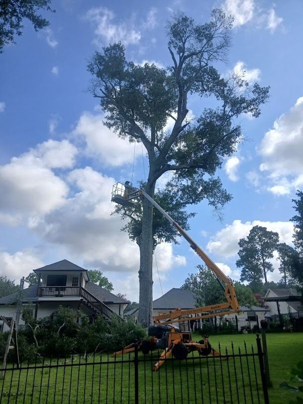 Crane trimming a tall tree in a suburban yard under a blue sky with clouds