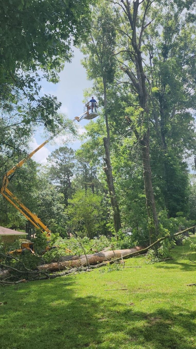 Workers in a yellow lift trimming tall trees in a green yard, with cut branches on the ground.