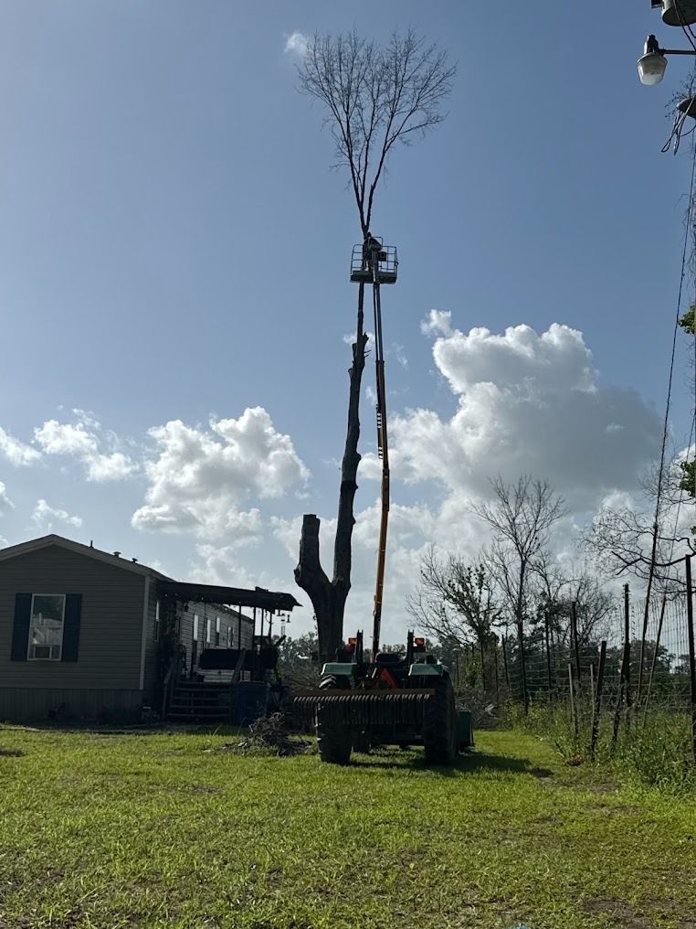 Tree transplant machine lifting a young tree beside a house under a blue sky