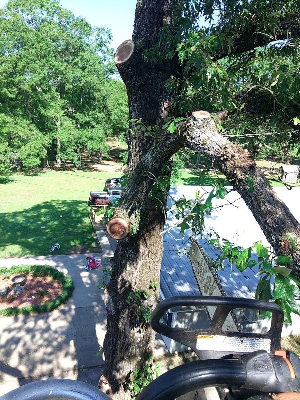 Tree trunk with cut branches in a sunny green yard, viewed from a lawn mower seat.