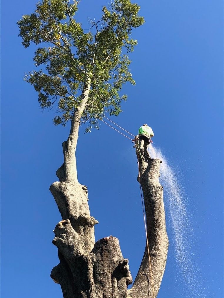Tree worker spraying water on a tall trimmed tree against a blue sky.