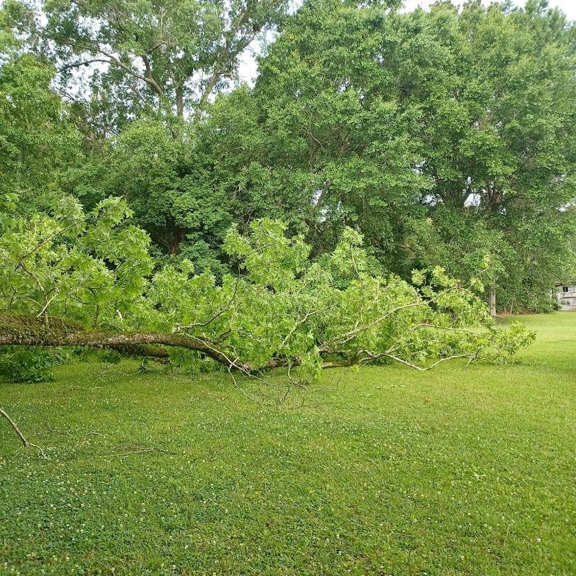 Fallen tree branch across a green lawn beneath leafy trees after a storm