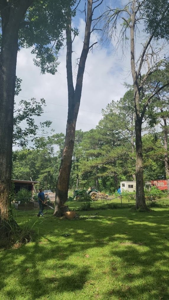 Sunny park with tall trees, green lawn, and people gathered near shaded benches.