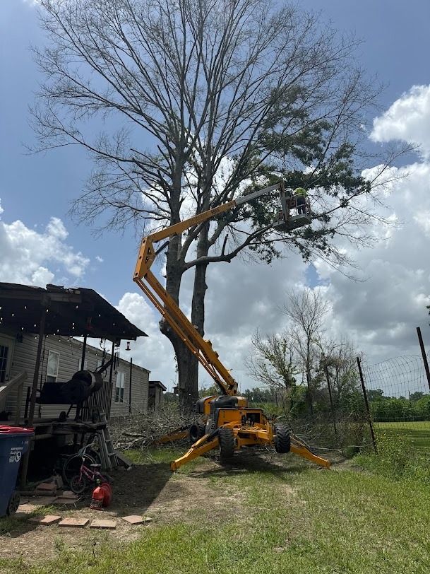 Yellow lift trimming a tall leafless tree beside a barn in a grassy yard
