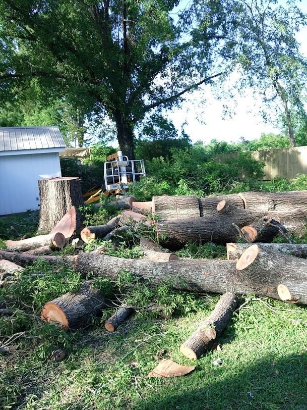 Cut logs and tree trunk segments scattered on grass under a large tree beside a small white shed.