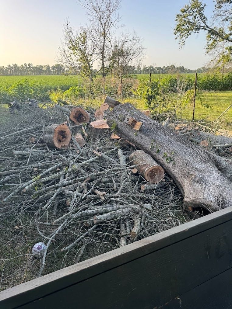 Pile of cut tree logs and branches in a field at sunset, with green crops and a fence in the background