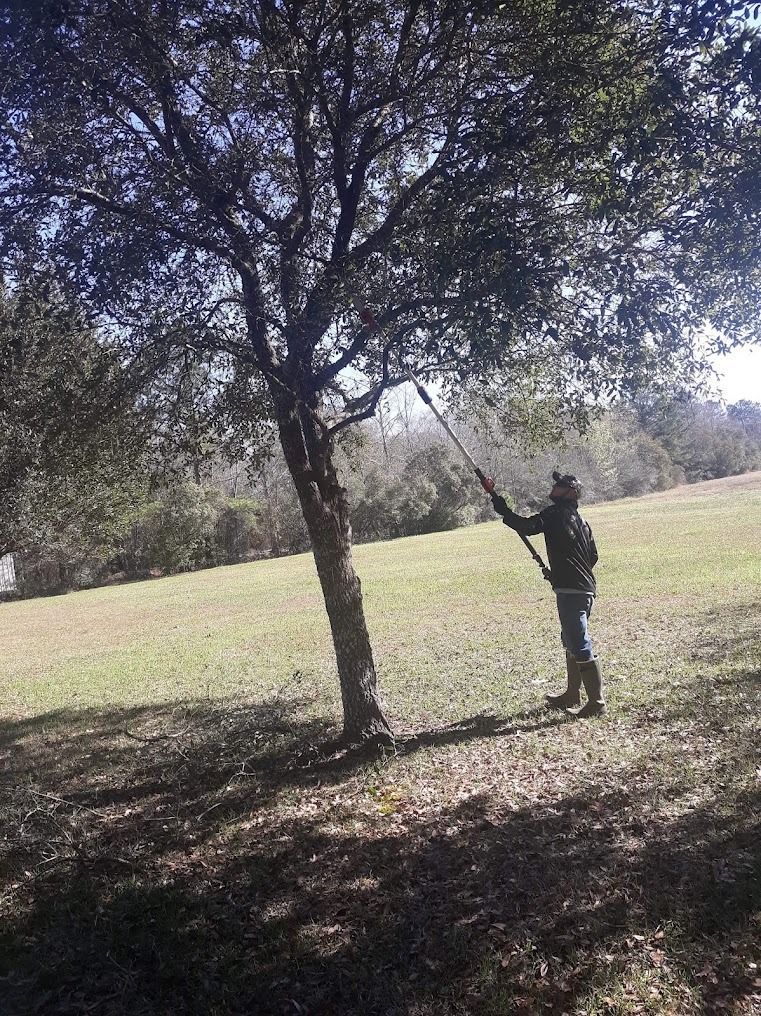 Person standing by a tree in a grassy field, reaching up toward the branches