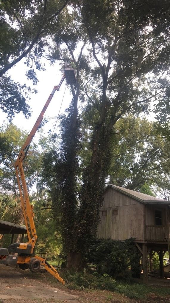 Yellow crane lifting a tall tree beside a small house in a wooded yard