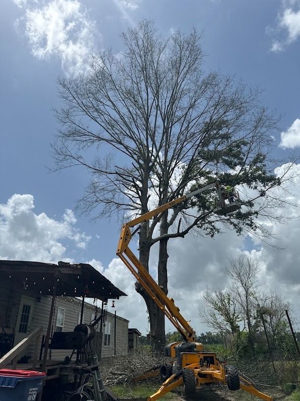 Excavator trimming a tall tree beside a house under a cloudy sky