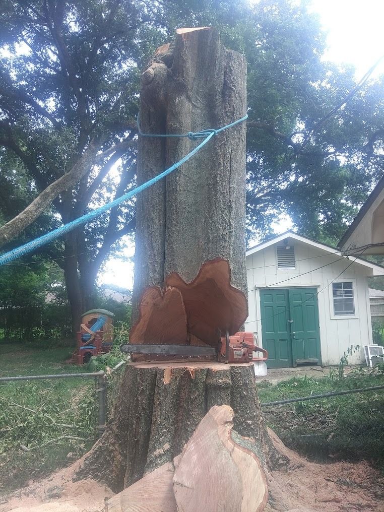 Split tree trunk with blue rope in a yard beside a house, showing exposed roots and cut stump.
