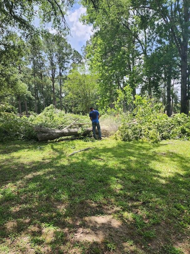 Person in blue shirt standing by a fallen tree in a sunny wooded park.