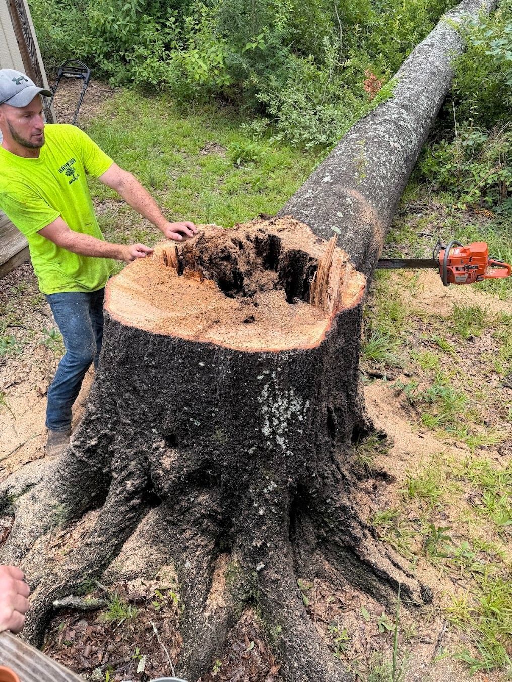 Worker cutting a fallen tree trunk with a chainsaw in a grassy yard