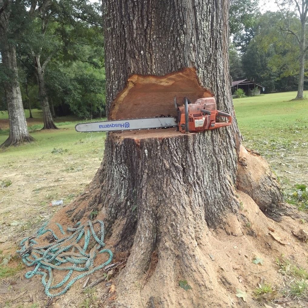 Chainsaw resting in a tree trunk notch beside green rope in a wooded park area