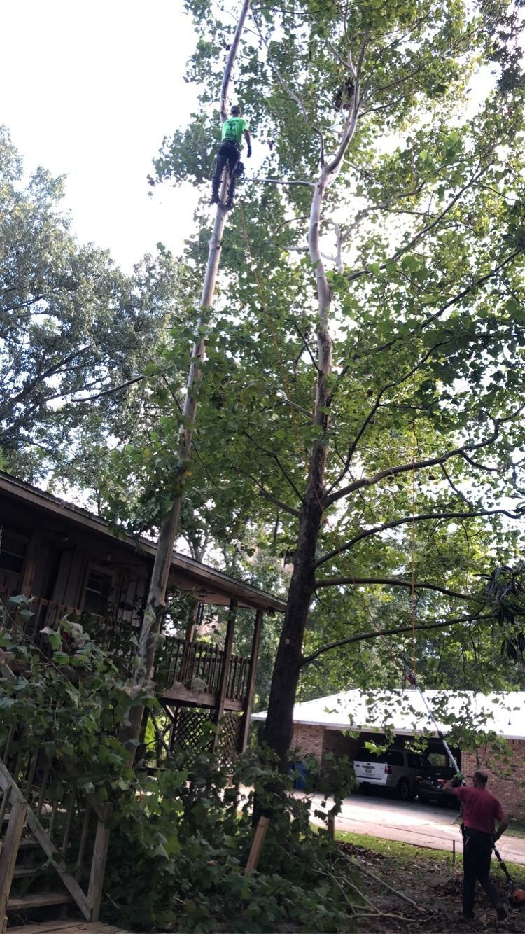 Person climbing a tall tree beside a house, with a parked SUV and another person nearby