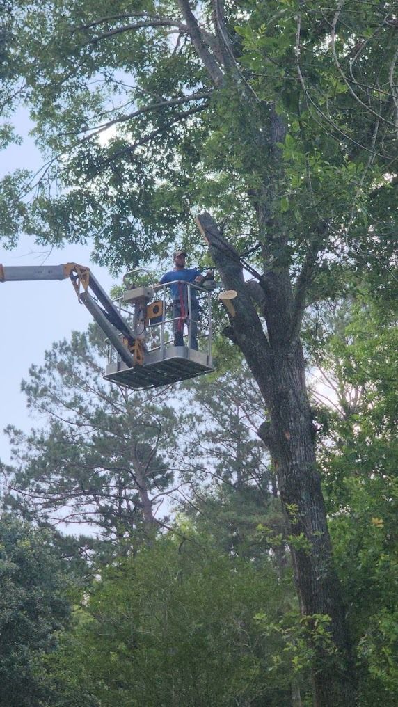 Utility worker in a bucket lift trimming a large tree canopy outdoors