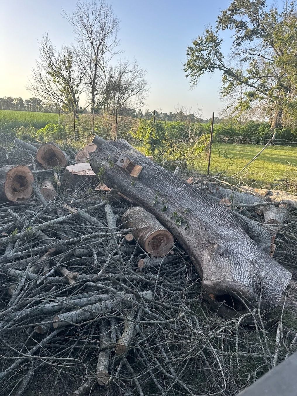 Cut logs and branches piled in a grassy field with trees in the background