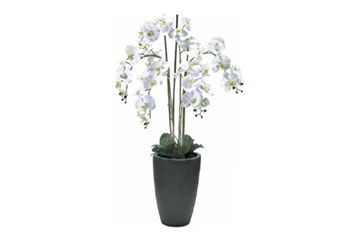 Pianta phalaenopsis