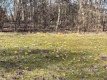 The first flowers seen during our walk along the river in Fredrikstad, Norway
Photo: LS

