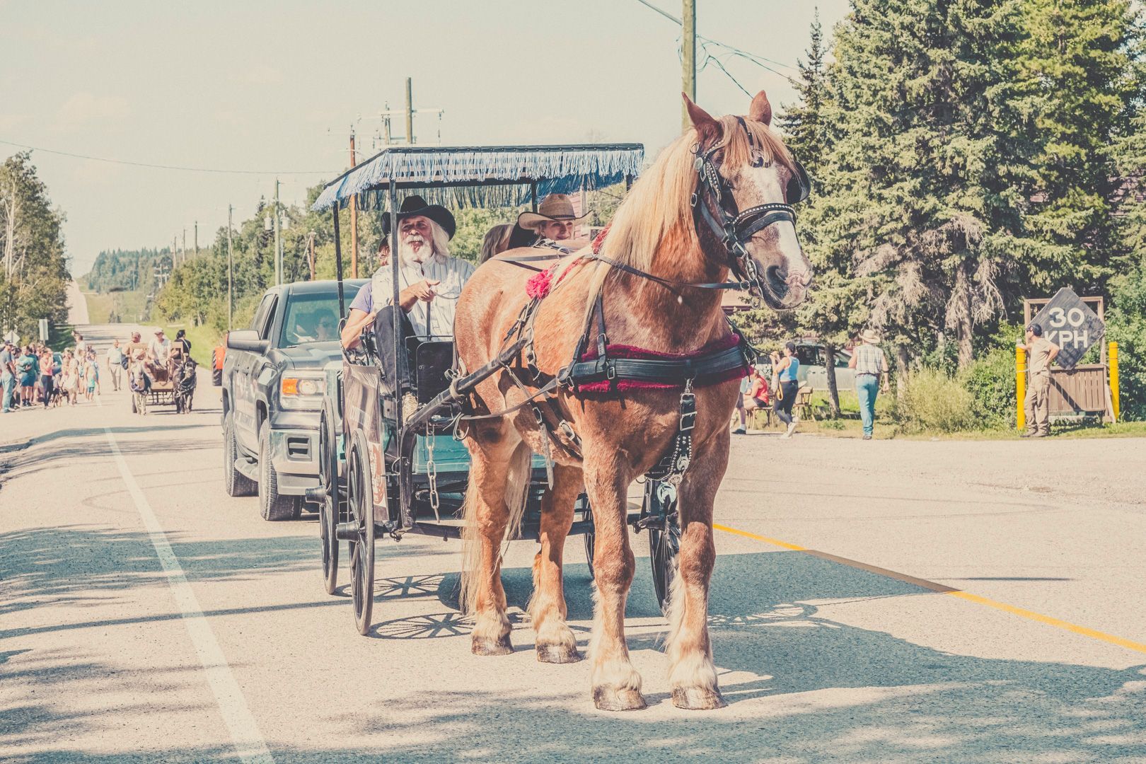 A light brown draft horse pulls a covered carriage along a paved road, followed by a pickup truck in a sunny rural area.