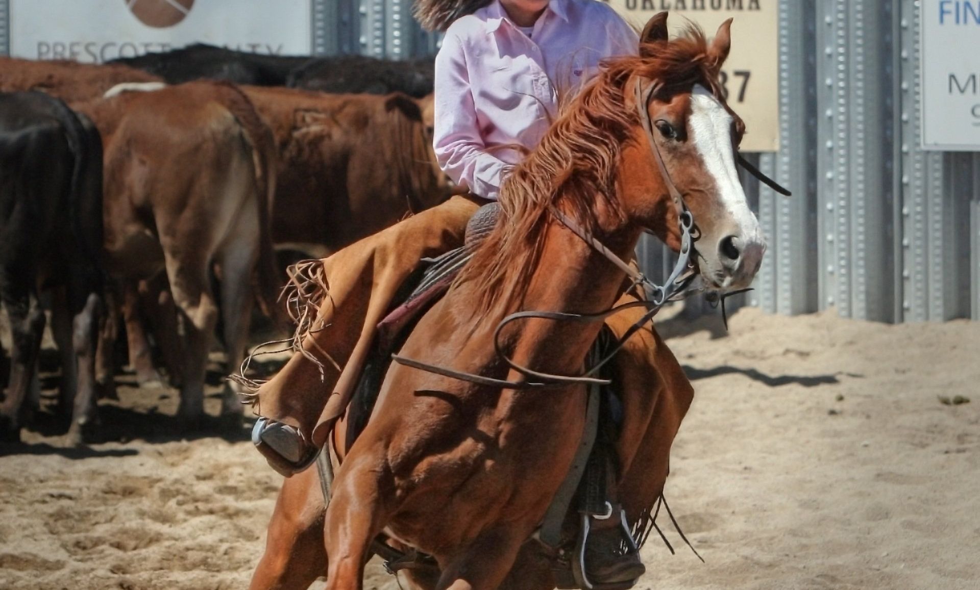 A person on a chestnut horse with a white blaze riding in an arena near cattle.